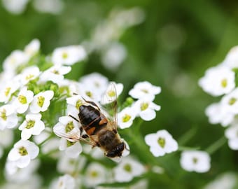 Alyssum Seeds - Carpet Of Snow, Ground Cover Heirloom Container Flower, Lobularia maritima
