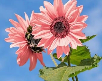 Pink Sunflower Seeds – Blooms, Heirloom Variety (10 Seeds)