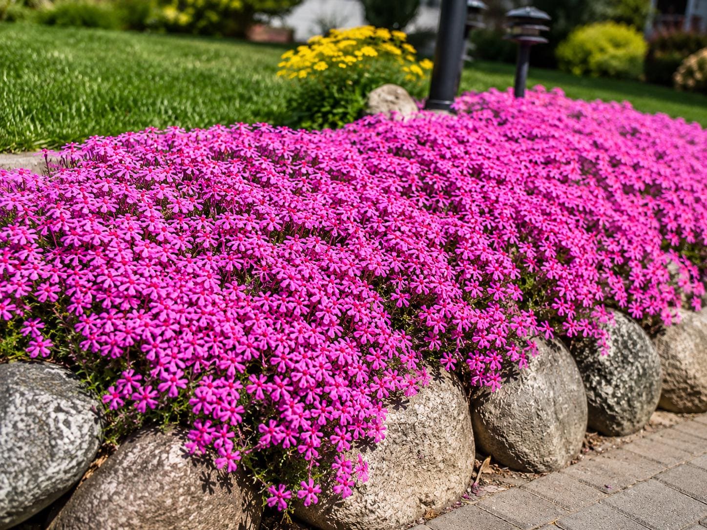 Creeping phlox seeds - Etsy 日本