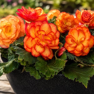 Könnte beinhalten: Nahaufnahme einer Topf-Begonie mit leuchtend orangefarbenen und roten Blüten. Die Blüten haben geschichtete Blütenblätter mit einem gerüschten Aussehen. Die dunkelgrünen Blätter bilden einen kontrastierenden Hintergrund. Die Pflanze steht in einem schwarzen Topf.