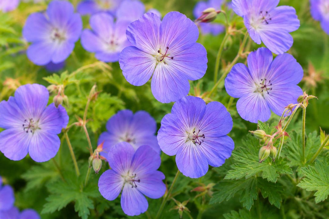 25 Rozanne Geranium Seeds – Hardy Blue Perennial Flower - Etsy UK