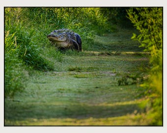 Florida Alligator Fine Art Print | Wildlife Photography