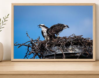 Osprey Pair Guarding Their Nest | Florida Coastal Wildlife Wall Art