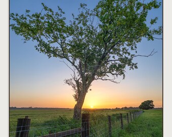 Florida Sunrise Print | Lone Pasture Tree, Rustic Country Landscape Wall Art