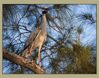 Golden Hour Yellow-Crowned Night Heron – Holmes Beach, Anna Maria Island