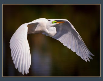 Great Egret in Flight Fine Art Print, SW Florida Wildlife