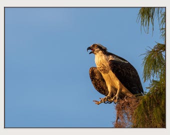 Osprey Wildlife Print | Central Florida Bird Photography | Sunrise Wall Art