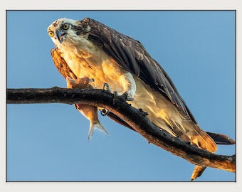 Osprey Wall Art, Golden Hour Raptor, Central Florida Dawn, Bird Prey Decor (Fine Paper)