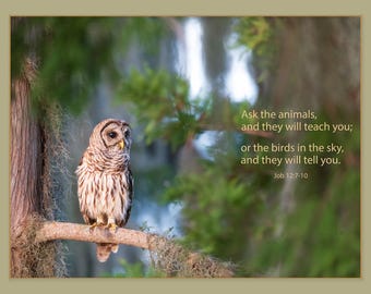 Barred Owl Wall Art with Job 12:7 Scripture | Florida Wildlife Photography | Christian Nature Decor