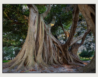 Ancient Banyan Tree SW Florida Fine Art Canvas Print