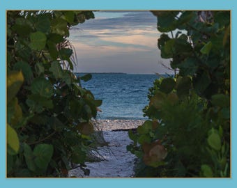 Beach Path Through Sea Grapes | Florida Coastal Art | Anna Maria Island Print