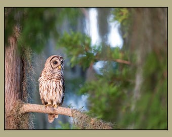 Canvas Wall Art, Barred Owl Sunrise Photo Print | Florida Wildlife | Multiple Sizes Available