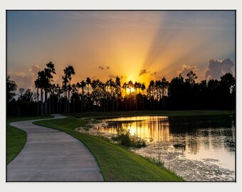 A Florida sunset featuring dramatic crepuscular rays over a line of palm trees.
