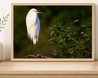 Snowy Egret Bird Print - Serene Florida Wetlands Decor
