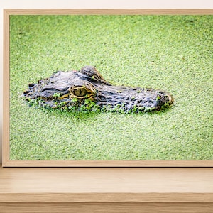 以下が含まれることがあります： 鮮やかな緑色の浮き草に部分的に沈んだ、暗く質感のあるワニの頭部が描かれた額装アートプリント。爬虫類の目がはっきりと見え、水生植物に囲まれており、明るい木製のフレームに収められた横向きの構図です。