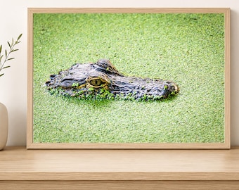 Alligator Eye Wall Art: Florida Wildlife Close-Up (Gallery Wrapped)