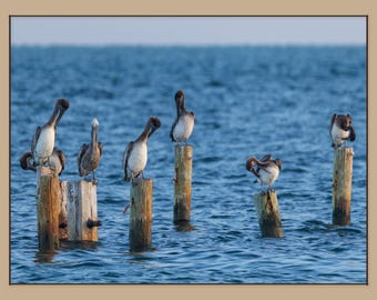 Pelicans on the Gulf | Anna Maria Island Photography | Florida Coastal Decor