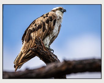 Vigilant Sentinel | Osprey Photography Print | Coastal Wildlife Wall Art
