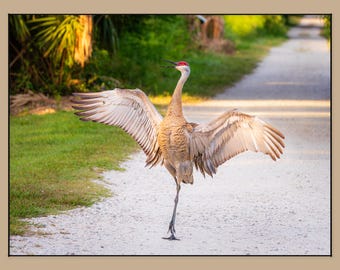 Florida Sandhill Crane Print, Sunrise Wildlife