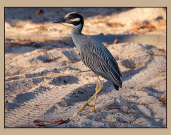 Yellow-Crowned Night Heron Coastal Wildlife Print at Golden Hour Glow