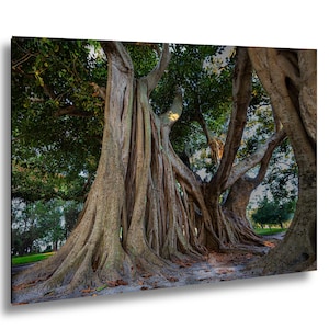 Venice FL Banyan Tree Fine Art Print - Large Scale Nature Photography