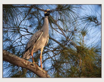 Golden Hour Yellow-Crowned Night Heron – Holmes Beach, Anna Maria Island