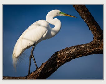 Great Egret Fine Art Print, SW Florida Bird Photography