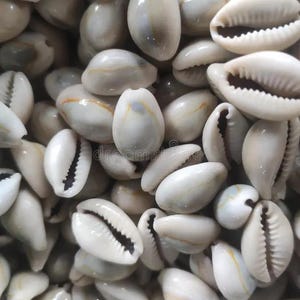 Op de afbeelding: Een verzameling van talloze gladde, gebroken witte kaurischelpen die dicht op elkaar liggen. Elke schelp heeft een glanzend, afgerond oppervlak met een opvallende, langwerpige centrale opening die is omzoomd met kleine, tandachtige ribbels.