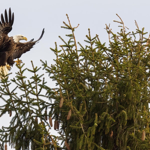 Eagle Tree Topper Etsy