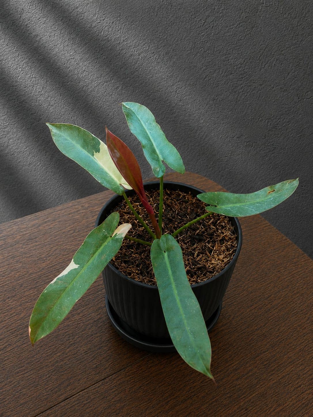 Philodendron atabapoense - Etsy 日本