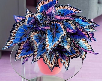 Japanese Rainbow Dragon 200 Seeds, Rare Vibrant Flower For Easy Grow Garden