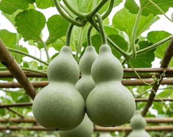 Thick-neck Eight Treasures Gourd 10 Seeds Unique Shaped Ornamental Variety (0508)