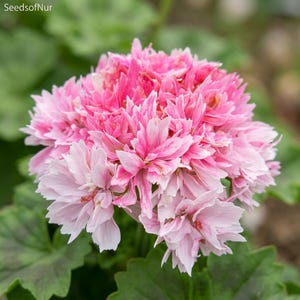 Bicolor Rose Red & Light Pink Geranium (Pelargonium) 10 Seeds