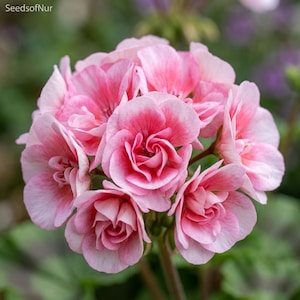 May include: A cluster of soft pink geranium flowers with rounded, overlapping petals. The blooms feature a gradient of light pink to deeper rose tones at the center. The text SeedsOfNur is visible in the upper left corner of the image.