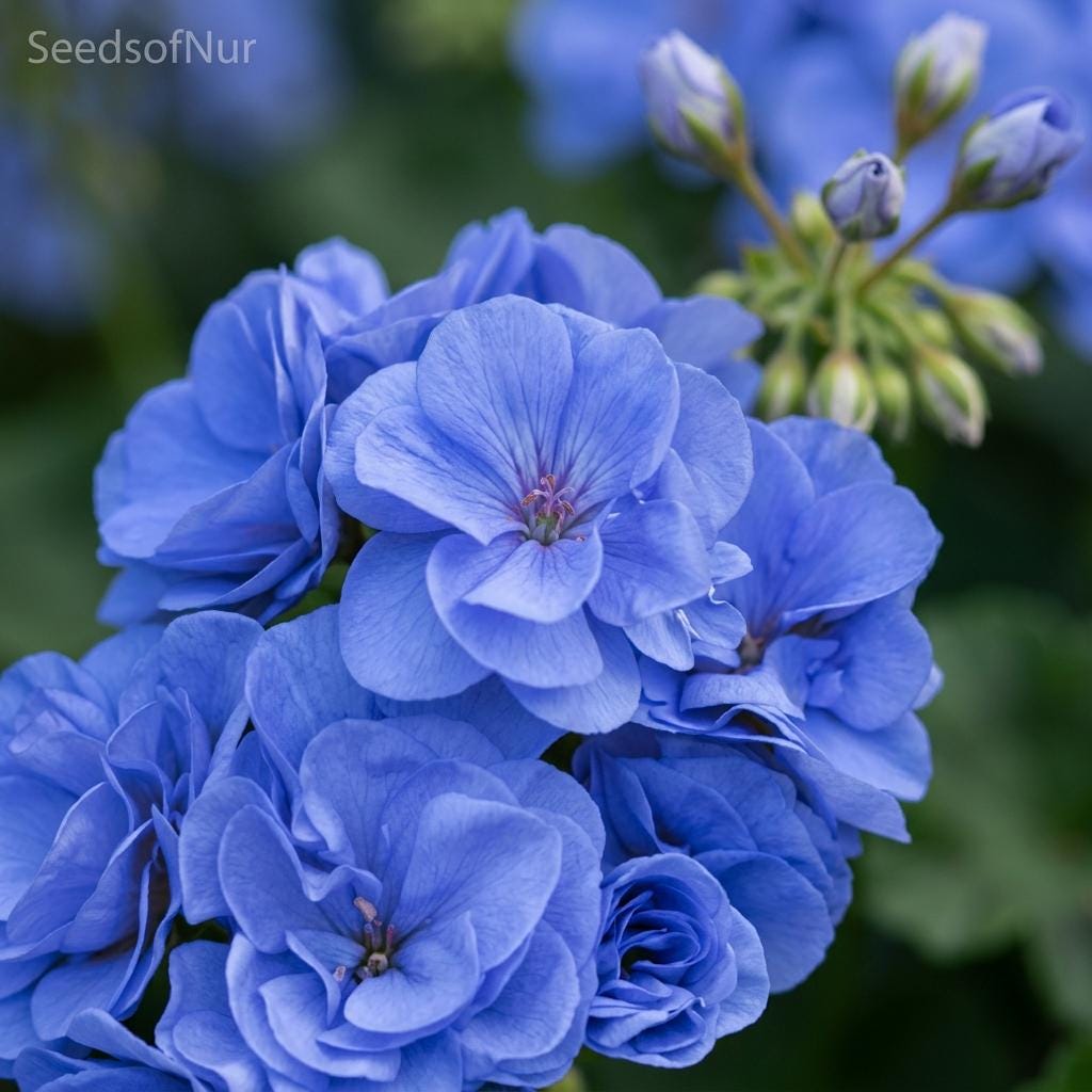 Sky　Flowerサマ❤️ Sky Blue Flower - Etsy