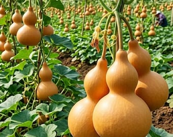 Jade Green Gourd 10 Seeds Fast-growing Trellis Specialty Non-GMO Variety