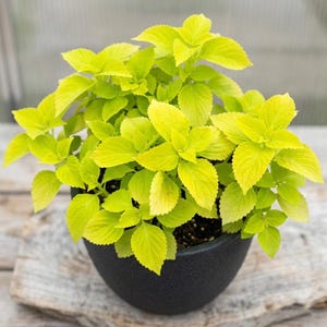 Pode incluir: Uma planta coleus vibrante com folhas serrilhadas de cor verde-chartreuse brilhante, crescendo num vaso de cerâmica preto mate arredondado. A planta apresenta uma folhagem densa e arbustiva com uma textura nervurada distinta em cada folha.