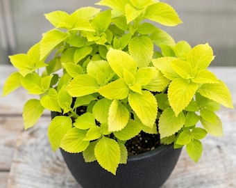 Coleus Blumei 200 Seeds Producing Colorful Patterned Leaves Rare Indoor Plant