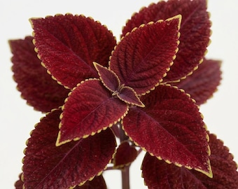 20 Red Velvet Coleus Seeds, Tropical Annual Ornamental Plant, Rich Burgundy Decorative Herbs