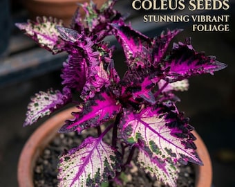 100 Huolong Coleus Seeds Ornamental Shade Plant Indoor Outdoor Garden