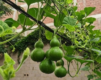 Jade Green Gourd 10 Seeds Fast-growing Trellis Specialty Non-GMO Variety