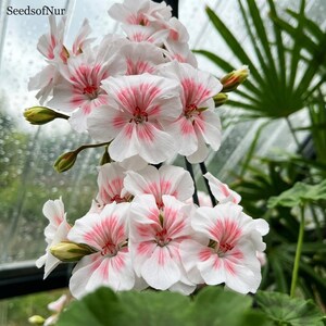 10 Seeds White Pink Geranium, Rare Perennial Container Houseplant Home Garden Supply
