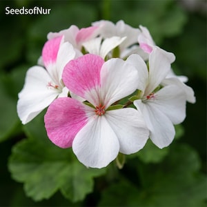 May include: A cluster of geranium flowers featuring white petals with distinct pink splashes and markings. The text Seeds of Nur is visible in the upper left corner. The flower head consists of multiple rounded petals arranged in a circular pattern.
