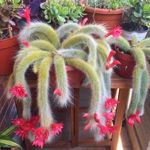 May include: A trailing monkey tail cactus with long, fuzzy, light green stems covered in fine white spines. The plant features multiple vibrant, bright pink flowers blooming along the length of the stems, which hang over the edge of a brown pot.