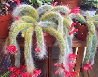 10 Monkey Tail Cactus Seeds, Vibrant Hanging Basket Plant Unique Fuzzy Succulents