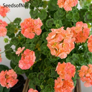 Geranium Seeds Pink Golden Single Dense Petals Easy Grow Vibrant Flower (10 seeds)