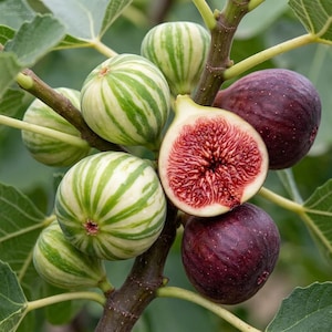 May include: A cluster of figs on a branch, featuring several round fruits with light green and white vertical stripes, alongside two dark purple figs and one halved fig showing a deep red, textured interior with many small seeds.
