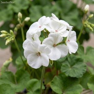 White Geranium (Pure White Pelargonium) 10 Seeds