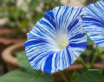 Morning Glory 50 Seeds Japan Takii Vibrant White Blue Stripe Vine Petals