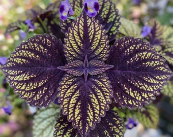100 Guimei Coleus Seeds, Easy-grow Shade Loving Colorful Leaf Shrub
